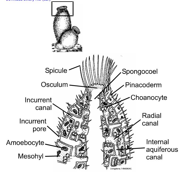 Overview of Sponges